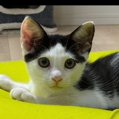 ２ヶ月の保護子猫。里親さん募集