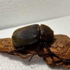 ヘラクレスオオカブト ペア②
の画像