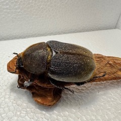 ヘラクレスオオカブト ペア②
の画像