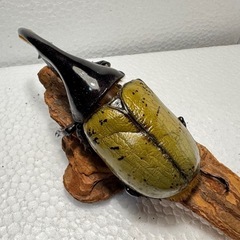 ヘラクレスオオカブト ペア②
の画像