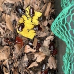 【最短当日渡し可】カブトムシ　オス・メス 成虫 たくさん★ノコギ...