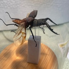 ノコギリクワガタ 標本 飛翔状態の画像