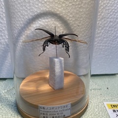 ノコギリクワガタ 標本 飛翔状態の画像