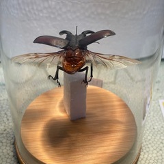 ノコギリクワガタ 標本 飛翔状態の画像
