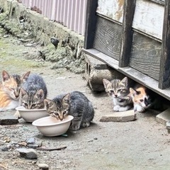 子猫達の里親さんを探してます
