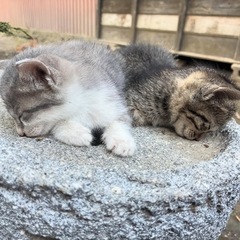 子猫達の里親さんを探してます - 里親募集
