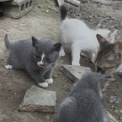 子猫達の里親さんを探してます − 熊本県