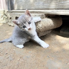 子猫達の里親さんを探してます - 熊本市