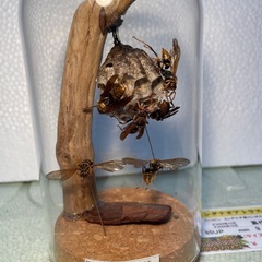 セグロアシナガバチの巣 
ジオラマ標本の画像