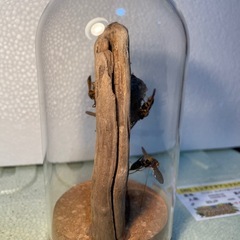 セグロアシナガバチの巣 
ジオラマ標本の画像