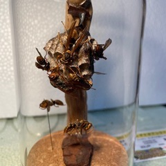 セグロアシナガバチの巣 
ジオラマ標本の画像