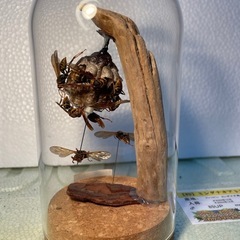 セグロアシナガバチの巣 
ジオラマ標本の画像