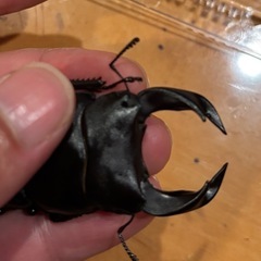 【新成虫】ホペイオオクワガタペア④
の画像