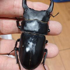 オオクワガタ能勢SR血統♂♀ペア㊵の画像