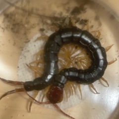 トビズムカデ 生体の画像
