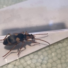 ミイデラゴミムシ 生体 複数ありの画像