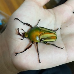 シュルツモルガンサスマタカナブン 幼虫の画像