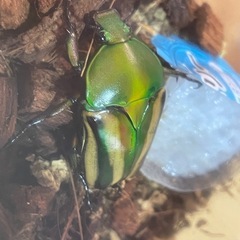 シュルツモルガンサスマタカナブン 幼虫の画像