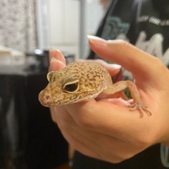 ヒョウモントカゲモドキ　メス里親募集