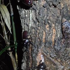 カブトムシ ペア（小〜大）の画像