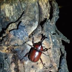 カブトムシ ペア（小〜大）の画像