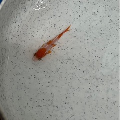 金魚・和金・メダカ・1匹２００円の画像