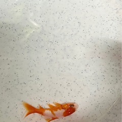 金魚・和金・メダカ・1匹２００円の画像