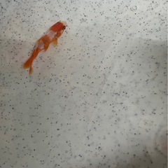 金魚・和金・メダカ・1匹２００円の画像