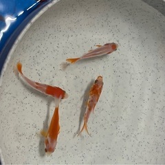 金魚・和金・メダカ・1匹２００円の画像