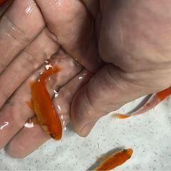 金魚・和金・小赤❗️太ってて状態めっちゃ元気です・
大特価の画像