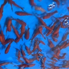 金魚・和金・小赤❗️太ってて状態めっちゃ元気です・
大特価の画像