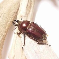 ニジイロクワガタ①　ピカールアンバー　1ペアの画像