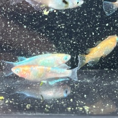 初心者限定！！　高級ミックスめだか4匹＋ホテイアオイ　めだか　メダカの画像