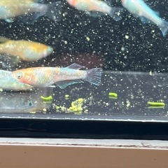 初心者限定！！　高級ミックスめだか4匹＋ホテイアオイ　めだか　メダカの画像