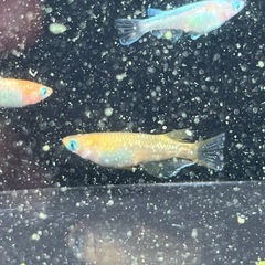 初心者限定！！　高級ミックスめだか4匹＋ホテイアオイ　めだか　メダカの画像