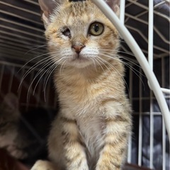 片目ですが可愛いオレンジ系キジトラ猫