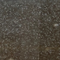 ゾウリムシ 培養セットの画像
