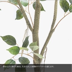 フェイクグリーンの画像