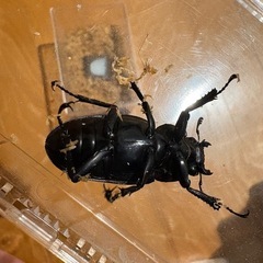 ギラファノコギリクワガタ ♀の画像