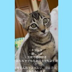 タビ君♂　8月9日㈯ウィズマル動物病院医療センター立川院様での譲...