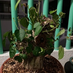 盆栽　塊根　オオハマボウ　ユウナの画像
