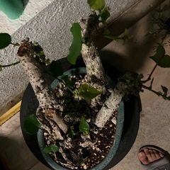 盆栽　塊根　オオハマボウ　ユウナの画像