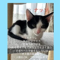 ナッツ君♂　8月9日㈯ウィズマル動物病院医療センター立川院様での...