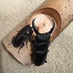 クワガタの画像