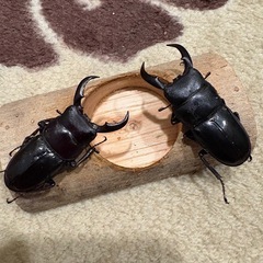 クワガタの画像