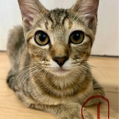 子猫さん