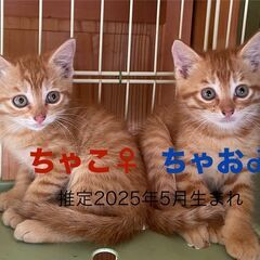 ちゃこ　と　ちゃお日時　8月10日㈰　欠席です