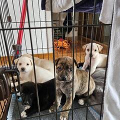 子犬　５匹　里親募集