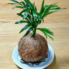 可愛い「苔玉(テーブルヤシ)」の画像