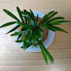 可愛い「苔玉(テーブルヤシ)」の画像